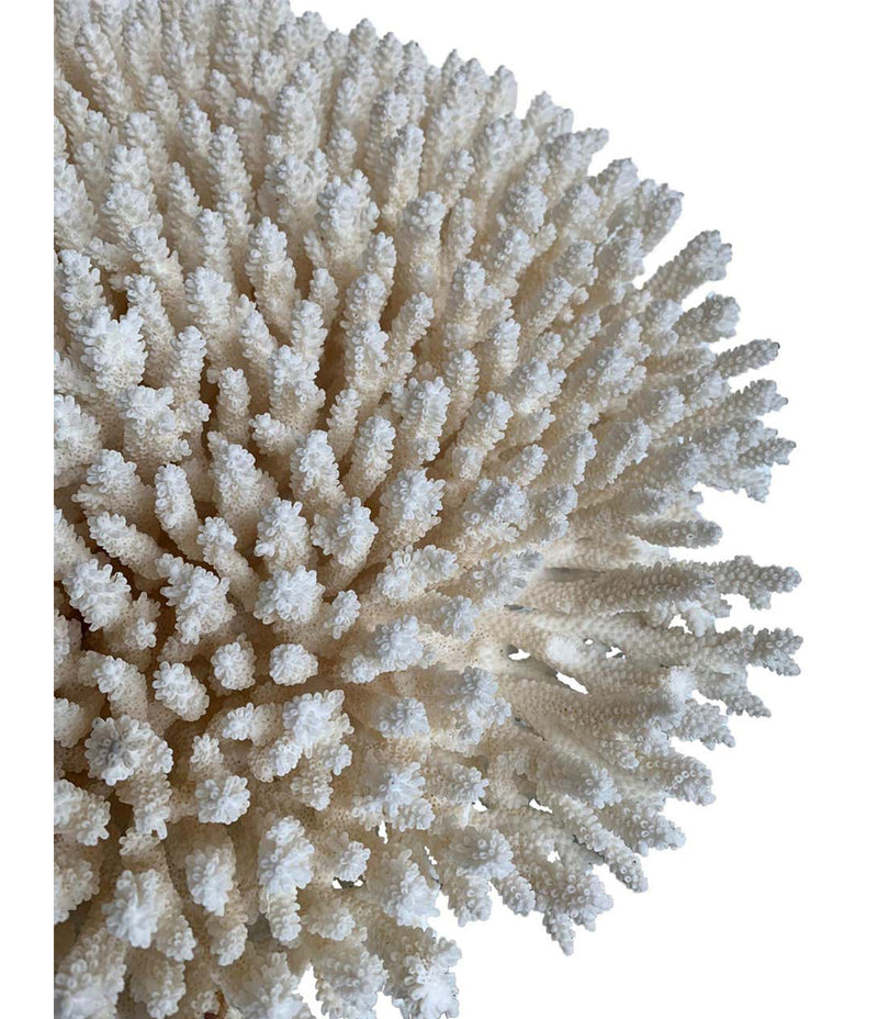 Antique White Coral Specimen – Decorative Antiques UK